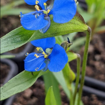 COMMELINA DIANTHIFOLIA