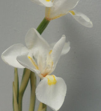 DIETES VARIEGATED