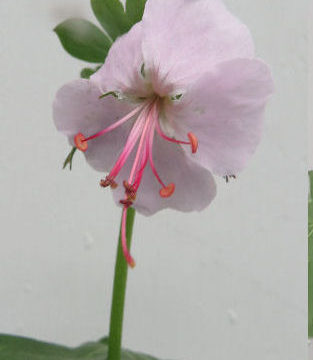 GERANIUM CANTABRIGIENSIS “BIOKOVO”