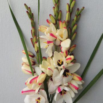 IXIA WHITE / CERISE