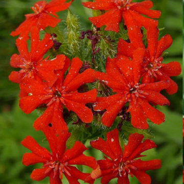 LYCHNIS CHALCEDONICA