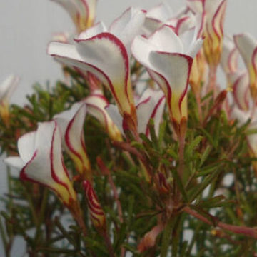 OXALIS VERSICOLOR