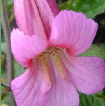 REHMANNIA ELATA