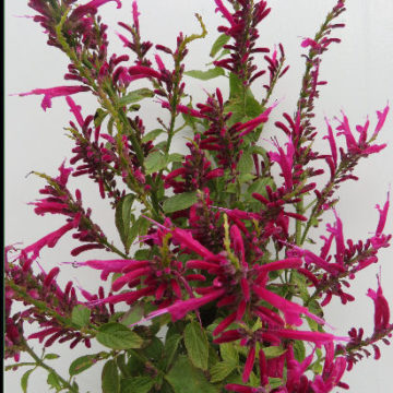 SALVIA IODANTHA