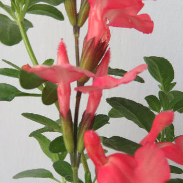 SALVIA APRICOT HYBRID