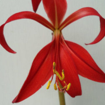 SPREKELIA FORMOSISSIMA