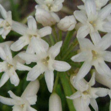 TULBAGHIA WHITE