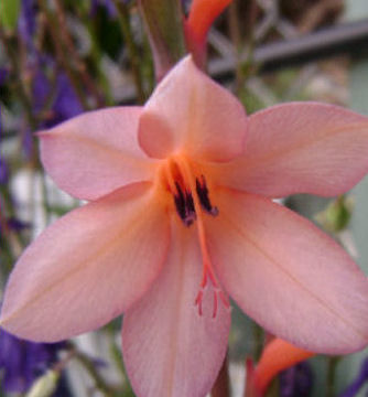 WATSONIA APRICOT/LAVENDER