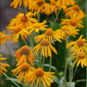 HELENIUM HOOPESII