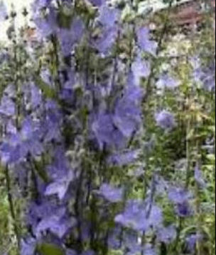 CAMPANULA PYRAMIDALIS