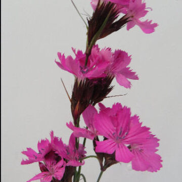 DIANTHUS CARTHUSIANORUM