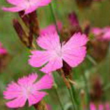 DIANTHUS CARTHUSIANORUM