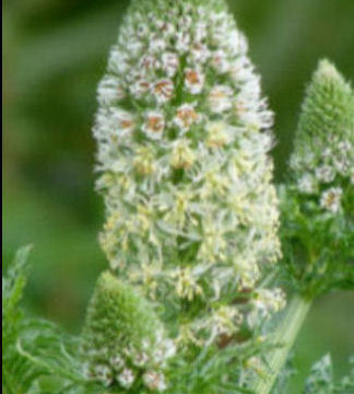 RESEDA ALBA