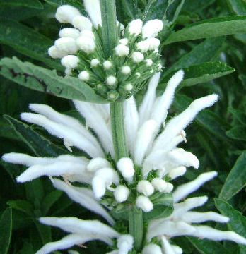 LEONOTIS LEONURUS ALBA