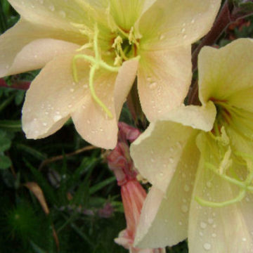 OENOTHERA ODORATA