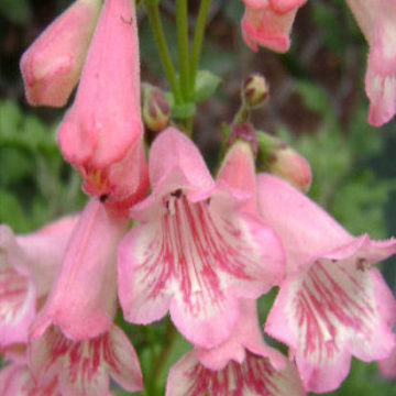 PENSTEMON HIDCOTE PINK