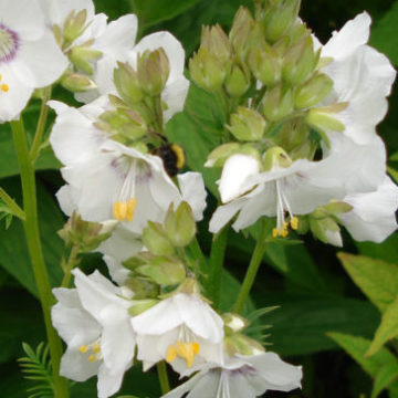 POLEMONIUM CAERULEUM ALBA