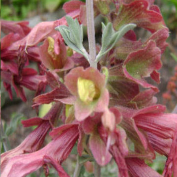 SALVIA LANCEOLATA