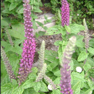 TEUCRIUM HIRCANICUM