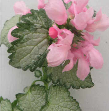 LAMIUM MACULATUM ROSEA