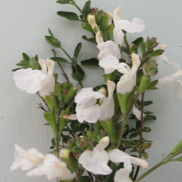 SALVIA GREIGGII ALBA