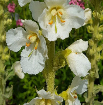 VERBASCUM OLYMPICUM ALBUM