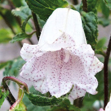 CAMPANULA PUNCTATA MILKY WAY