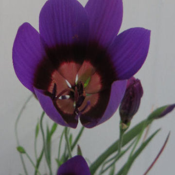 GEISSORHIZA MONANTHOS