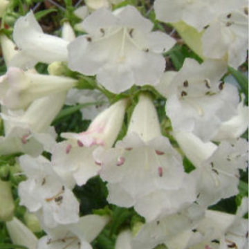 PENSTEMON SNOWSTORM