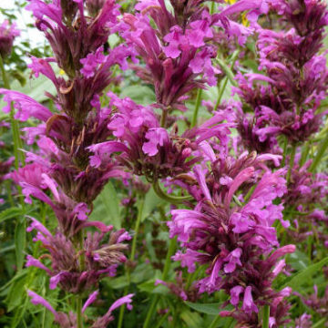 AGASTACHE MEXICANA SANGRIA