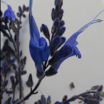 SALVIA HYBRID