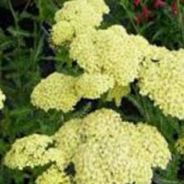 ACHILLEA HELLA GLASHOFF