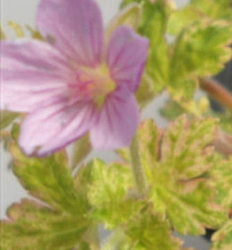 GERANIUM YOSHINOI CONFETTI