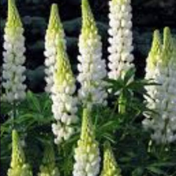 LUPINUS NOBLE MAIDEN