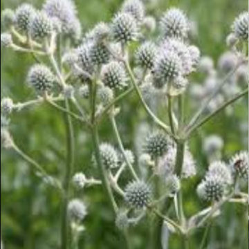 ERYNGIUM YUCCIFOLIUM