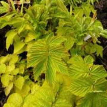 FILIPENDULA ULMARIA AUREA