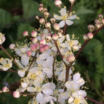 FILIPENDULA VULGARIS