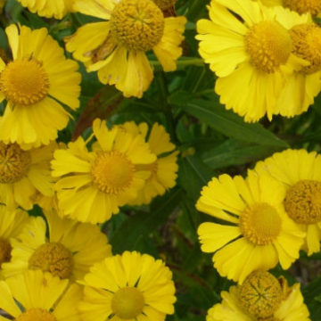 HELENIUM HELENA GOLD