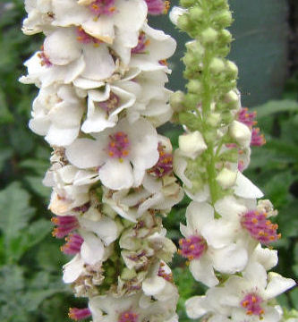 VERBASCUM CHAIXII ALBUM