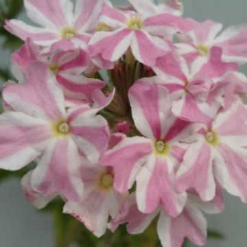 VERBENA CANDY STRIPE