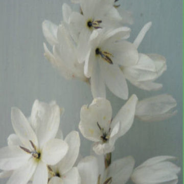 IXIA POLYSTACHA ALBA