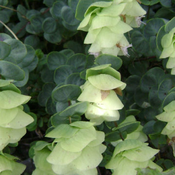 ORIGANUM ROTUNDIFOLIA