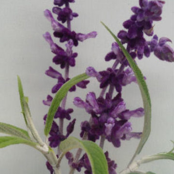 SALVIA LEUCANTHA