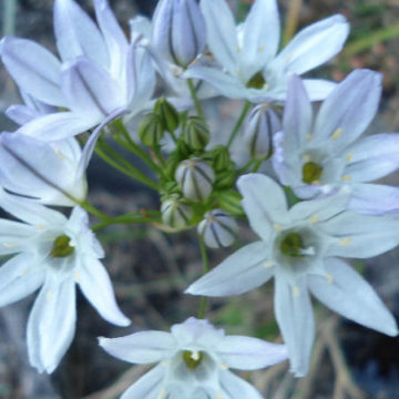 TRITELEIA HYACINTHINA