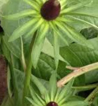 RUDBECKIA OCCIDENTALIS GREEN WIZARD