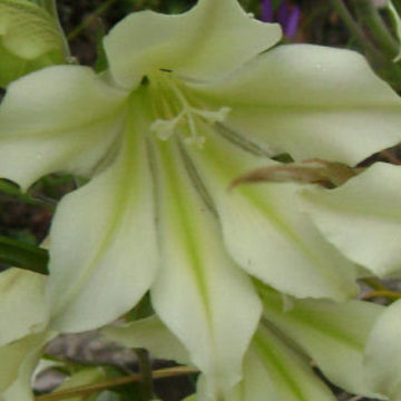 GLADIOLUS TRISTIS