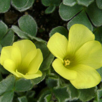 OXALIS MELANOSTRICTA “KEN ASLET”