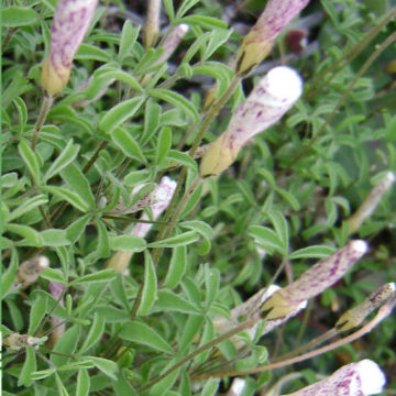 OXALIS TENUIFOLIA