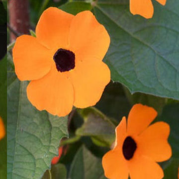 THUNBERGIA ALATA