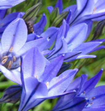 TRITELEIA LAXA